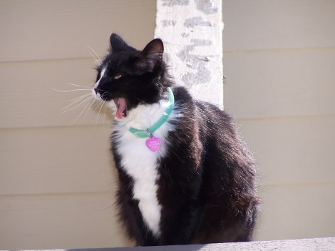 09_19_05_42 Bitzie Yowl by Elena Hanajenko