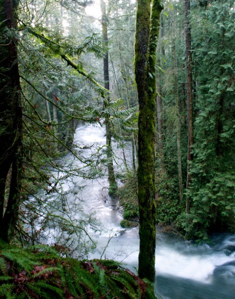carolewhatcompark Whatcom Park by Carole May