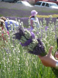 Lavender Festival 2009 Purple Haze Bunch