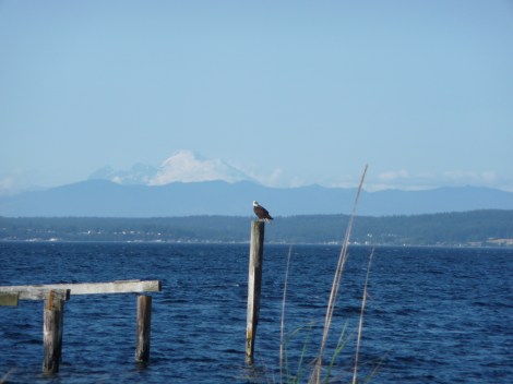 An eagle in Hansville, WA along the Strait of San Juan de Fuca. That's Whidbey Island and Mt. Baker in the background.