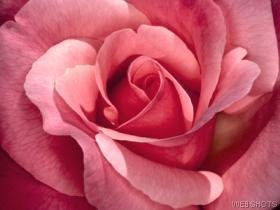 Pink Rose