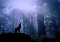 WolfHowling
