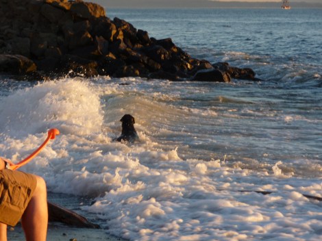 EdmondsDogBeach6.12.10