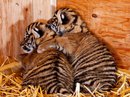 TigerSumatranCubs