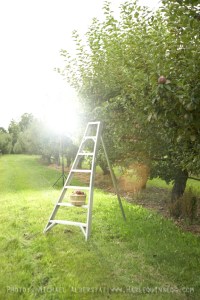 AppleOrchard_1937-21