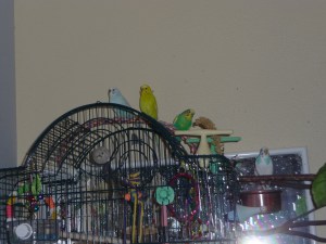 The Byrds watching the Voice