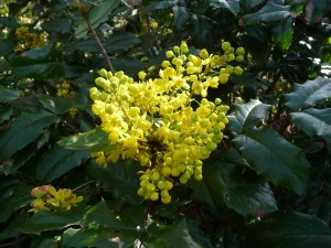 Oregon Grape