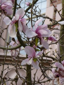 Saucer Magnolia