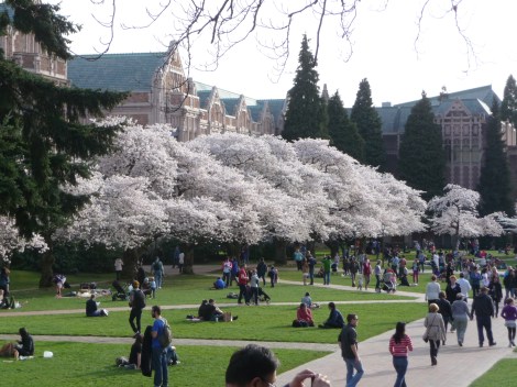 Cherry Trees at the University of Washington