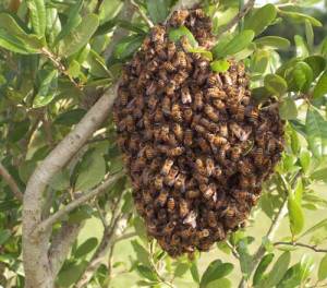 Bee swarm