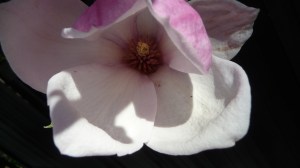 Magnolia blossom