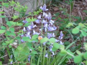 Blue Bells