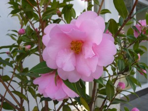 Camelia