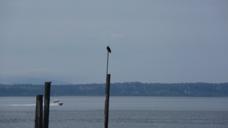 Bald eagle near the ferry dock in Edmonds
