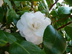 Gardenia