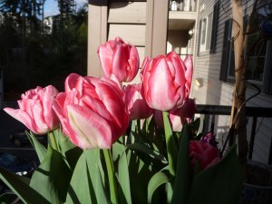 Angelique Tulips