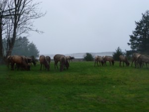 Elk herd near Seaside, OR