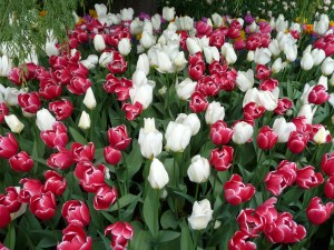 Charmeur and White Dream tulips