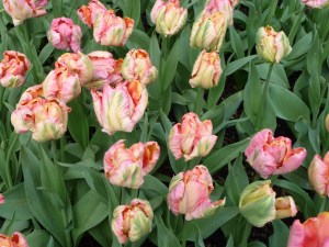 Salmon Parrot tulips