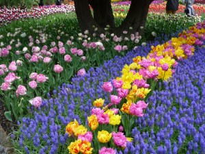 Tulip sea of Muscari and Double Price (pink) and Monsella (yellow/red) tulips
