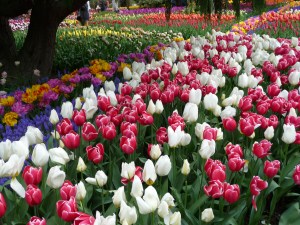 Tulips 6